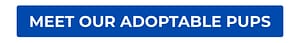 Click Here To View Our Adoptable Dogs!